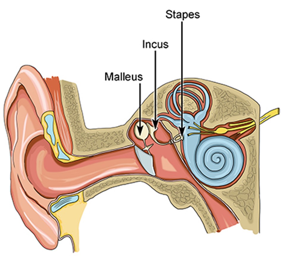 The Smallest Bones In our Body Make a Big Difference - Hearing