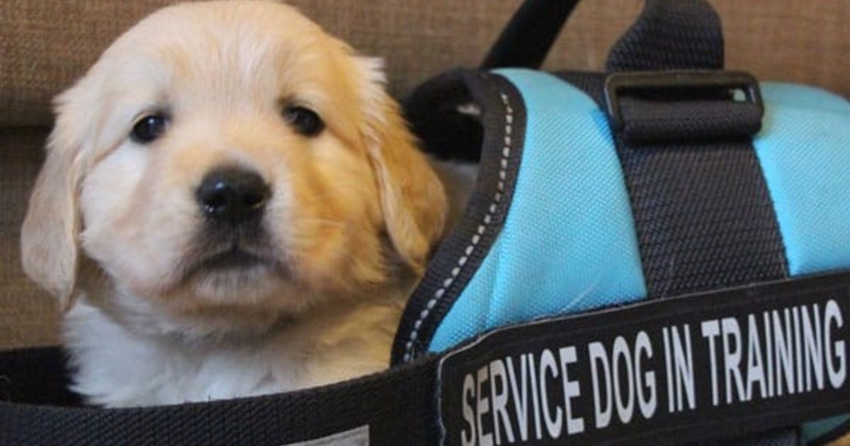 lending-an-ear-the-benefits-of-adopting-a-hearing-assistance-dog